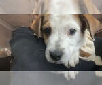 Small #7 Australian Shepherd Mix