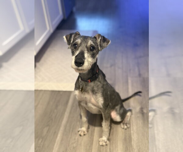 Medium Photo #4 Mutt Puppy For Sale in Sandy, UT, USA