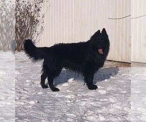 Father of the German Shepherd Dog puppies born on 03/08/2026