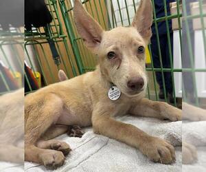 German Shepherd Dog-Unknown Mix Dogs for adoption in Forestville, MD, USA