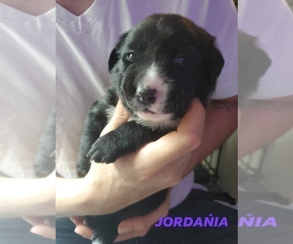 Medium Photo #3 Borador Puppy For Sale in DILLSBORO, IN, USA