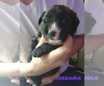 Small Photo #3 Borador Puppy For Sale in DILLSBORO, IN, USA
