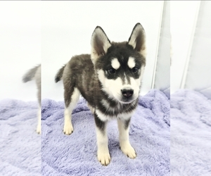Siberian Husky Puppy for sale in SANDY HOOK, KY, USA