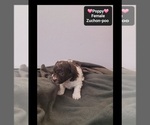 Small #2 Poodle (Toy)-Zuchon Mix