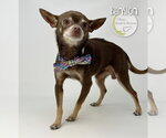 Small #1 Chihuahua