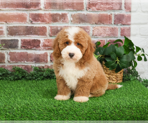 Medium Photo #6 Goldendoodle mix (+ Poodle Miniature) Puppy For Sale in SYRACUSE, IN, USA