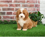 Small #5 Goldendoodle mix (+ Poodle Miniature)