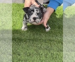 Small #3 American Bully