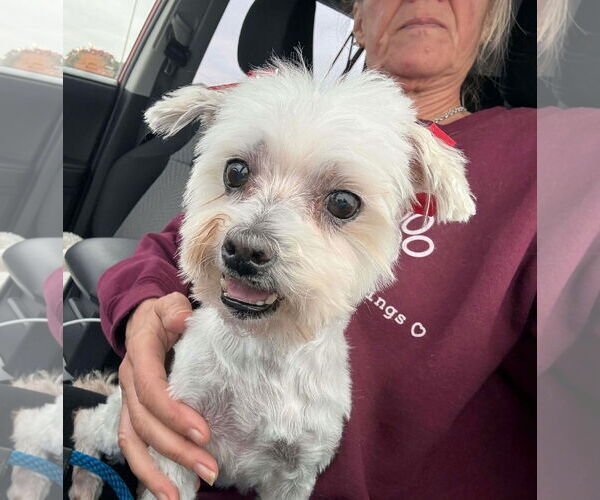 Medium Photo #1 Maltese Puppy For Sale in Boonton, NJ, USA