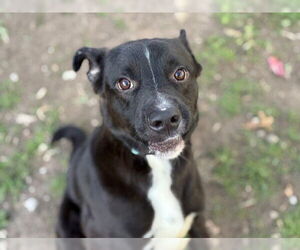 Labrador Retriever-Unknown Mix Dogs for adoption in Tulsa, OK, USA