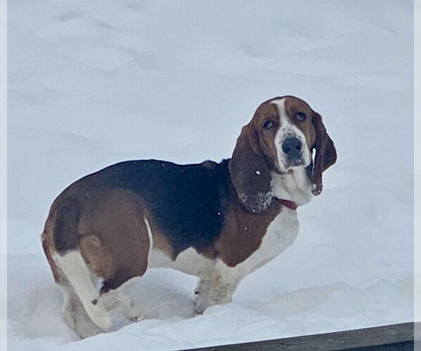 Medium Photo #3 Basset Hound Puppy For Sale in Brookville, OH, USA