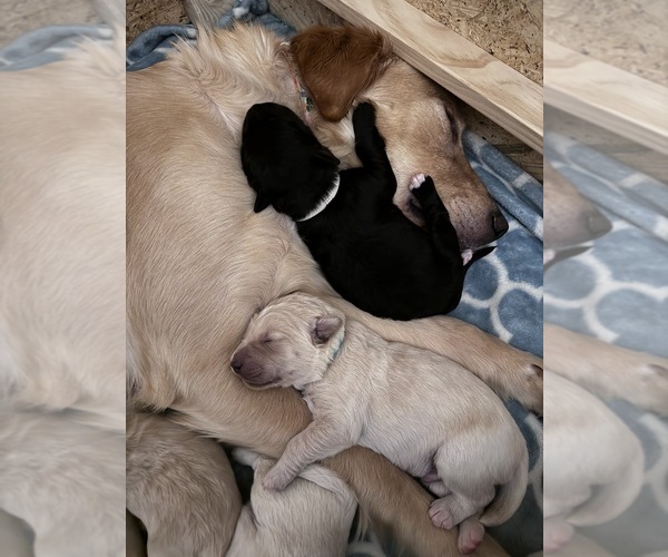 Medium Photo #32 Goldendoodle Puppy For Sale in MATTHEWS, NC, USA