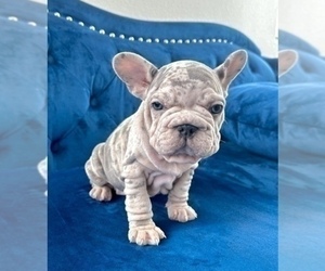 French Bulldog Puppy for sale in WILSON, WY, USA