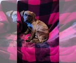 Small #3 Breeder Profile image