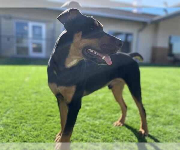 Medium Photo #1 Doberman Pinscher-Unknown Mix Puppy For Sale in Grand Prairie, TX, USA