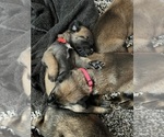 Small Photo #1 Belgian Malinois Puppy For Sale in NASHVILLE, TN, USA