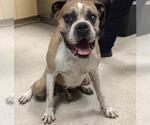 Small Boxer