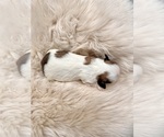 Puppy 2 Shih Tzu