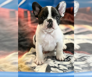 French Bulldog Puppy for sale in BELLE CHASSE, LA, USA