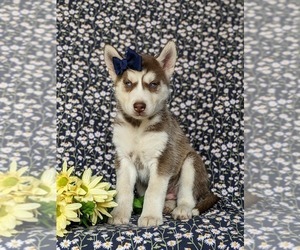 Siberian Husky Puppy for sale in QUARRYVILLE, PA, USA
