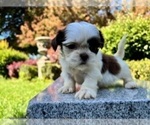 Small #20 Shih Tzu