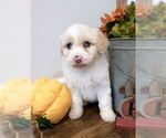 Small Photo #21 Aussiedoodle Puppy For Sale in NEW YORK MILLS, MN, USA