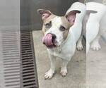 Small #7 American Pit Bull Terrier Mix
