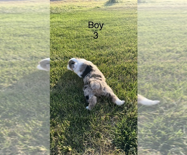 Medium Photo #3 Miniature Australian Shepherd Puppy For Sale in STRASBURG, CO, USA