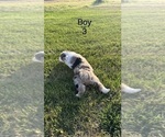 Small #2 Miniature Australian Shepherd