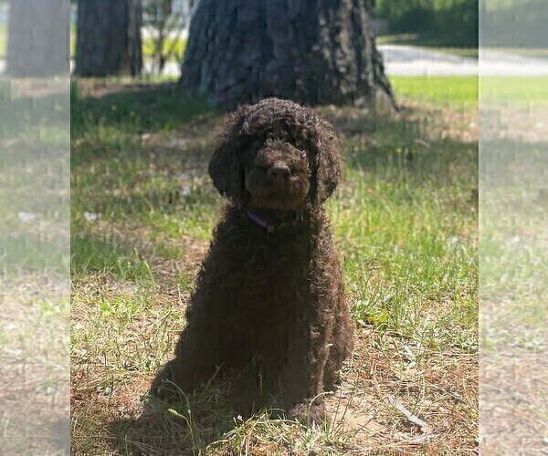 Medium Photo #2 Poodle (Standard) Puppy For Sale in KITTY HAWK, NC, USA