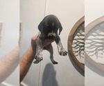 Small Photo #5 German Shorthaired Pointer Puppy For Sale in EDGEMOOR, SC, USA