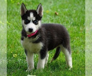 Siberian Husky Puppy for sale in FREDERICKSBG, OH, USA