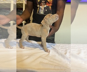 Medium American Bully