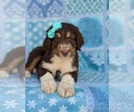Small Photo #6 Aussiedoodle Puppy For Sale in PORT DEPOSIT, MD, USA