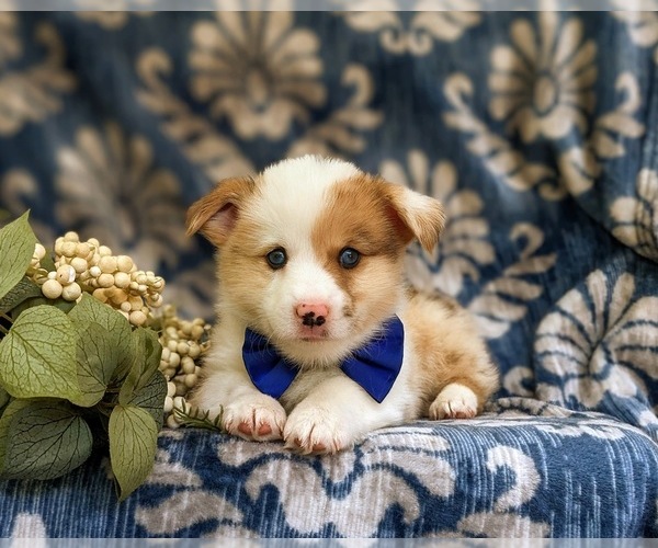 Medium Photo #6 Pembroke Welsh Corgi Puppy For Sale in QUARRYVILLE, PA, USA