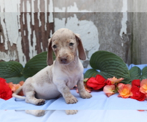 Dachshund Puppy for sale in SHILOH, OH, USA