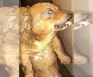 Chihuahua-Unknown Mix Dogs for adoption in San Antonio, TX, USA