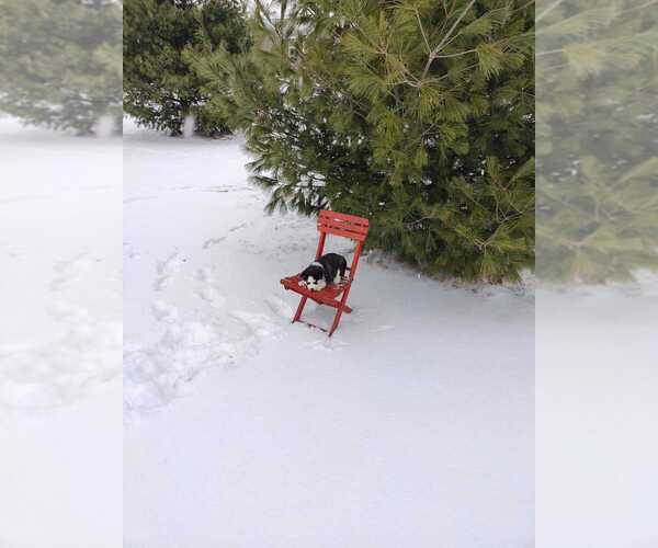 Medium Photo #6 Siberian Husky Puppy For Sale in AUBURN, NY, USA