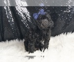 Small #2 Poodle (Toy)