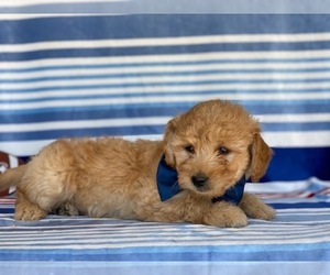 Goldendoodle Puppy for sale in LANCASTER, PA, USA