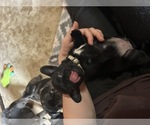 Small Photo #22 Frenchie Pug Puppy For Sale in BLOOMINGTON, IL, USA