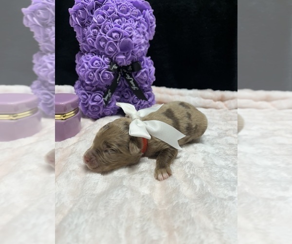 Medium Photo #1 Goldendoodle-Miniature Australian Shepherd Mix Puppy For Sale in AUSTIN, TX, USA