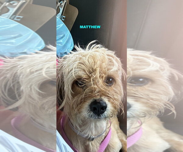 Medium Photo #1 Shih Tzu-Unknown Mix Puppy For Sale in Woodland Hills, CA, USA