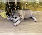 Small Photo #3 Alaskan Klee Kai Puppy For Sale in WILLIAMSBURG, OH, USA