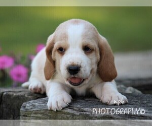 Basset Hound Puppy for sale in LIBERTY, KY, USA