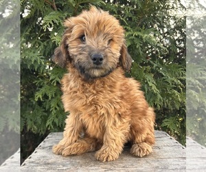 Mini Whoodle (Wheaten Terrier/Miniature Poodle) Puppy for sale in MIDDLEBURY, IN, USA