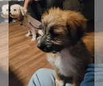 Small #1 Mutt