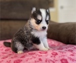 Small Pomsky