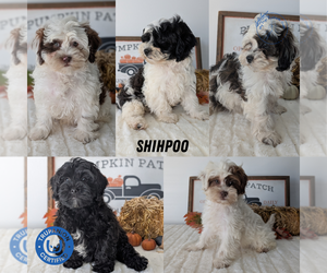 ShihPoo Puppy for Sale in GOSHEN, Indiana USA
