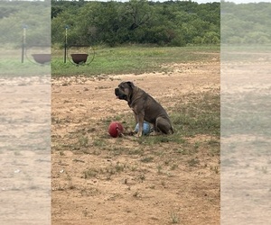 Cane Corso Puppy for sale in BROOKESMITH, TX, USA